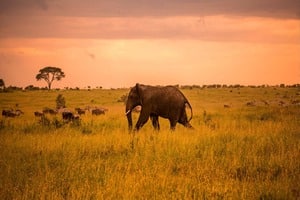 African Family Adventures