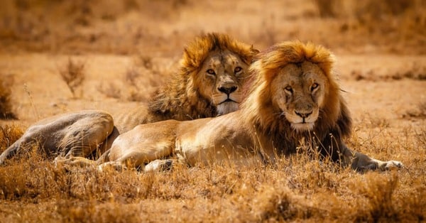 Lion Safaris