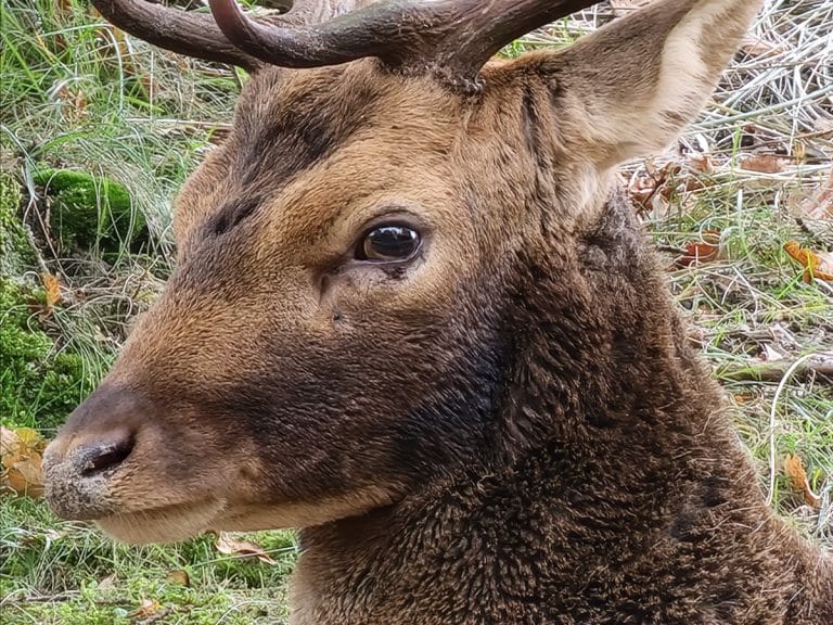 deer in Amsterdamse Waterleidingduinen